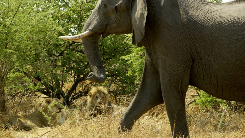 Return of the Giant Killers - Africa's Lion Kings