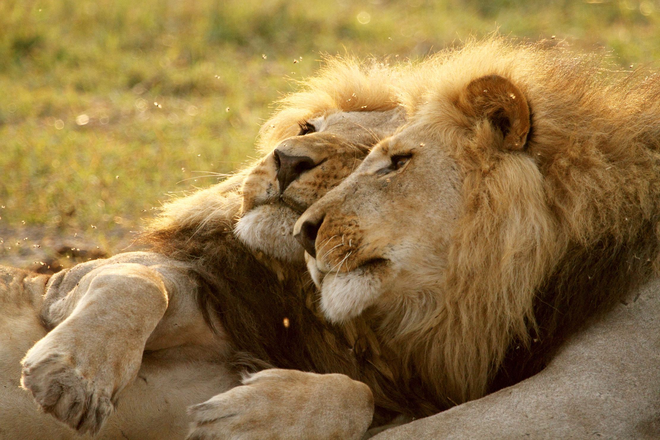 Спаривание льва. Два Льва. Однополые львы. Гомосексуальные львы. Два Льва фото.