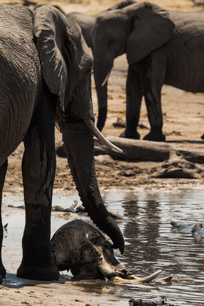 Elephant: King of the Kalahari